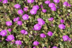 Blut-Storchschnabel 'Max Frei' -Günstiges Erd Seele Geschäft blut storchschnabel max frei m001630 w 0