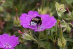 Blut-Storchschnabel 'Max Frei' -Günstiges Erd Seele Geschäft blut storchschnabel max frei m001630 w 1