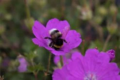 Blut-Storchschnabel 'Max Frei' -Günstiges Erd Seele Geschäft blut storchschnabel max frei m001630 w 2