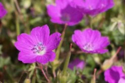 Blut-Storchschnabel 'Max Frei' -Günstiges Erd Seele Geschäft blut storchschnabel max frei m001630 w 3