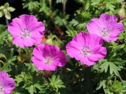 Blut-Storchschnabel 'Max Frei' -Günstiges Erd Seele Geschäft blut storchschnabel max frei m001630 w 4