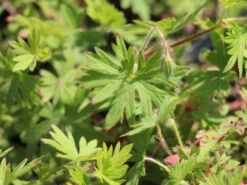 Blut-Storchschnabel 'Tiny Monster' -Günstiges Erd Seele Geschäft blut storchschnabel tiny monster m058653 w 0