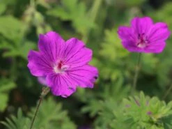 Blut-Storchschnabel 'Tiny Monster' -Günstiges Erd Seele Geschäft blut storchschnabel tiny monster m058653 w 2