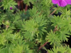 Blut-Storchschnabel 'Tiny Monster' -Günstiges Erd Seele Geschäft blut storchschnabel tiny monster m058653 w 3