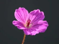 Blut-Storchschnabel 'Tiny Monster' -Günstiges Erd Seele Geschäft blut storchschnabel tiny monster m058653 w 4