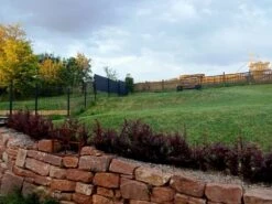 Blutberberitze / Rote Heckenberberitze 'Atropurpurea' -Günstiges Erd Seele Geschäft blutberberitze rote heckenberberitze atropurpurea m003894 1283302 0