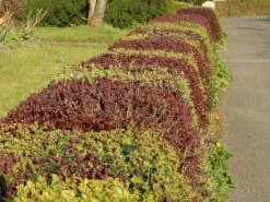 Blutberberitze / Rote Heckenberberitze 'Atropurpurea' -Günstiges Erd Seele Geschäft blutberberitze rote heckenberberitze atropurpurea m003894 w 0