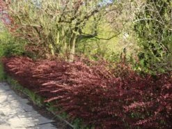 Blutberberitze / Rote Heckenberberitze 'Atropurpurea' -Günstiges Erd Seele Geschäft blutberberitze rote heckenberberitze atropurpurea m003894 w 10