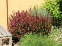 Blutberberitze / Rote Heckenberberitze 'Atropurpurea' -Günstiges Erd Seele Geschäft blutberberitze rote heckenberberitze atropurpurea m003894 w 11