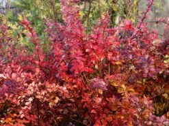 Blutberberitze / Rote Heckenberberitze 'Atropurpurea' -Günstiges Erd Seele Geschäft blutberberitze rote heckenberberitze atropurpurea m003894 w 3