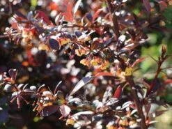 Blutberberitze / Rote Heckenberberitze 'Atropurpurea' -Günstiges Erd Seele Geschäft blutberberitze rote heckenberberitze atropurpurea m003894 w 4