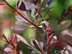 Blutberberitze / Rote Heckenberberitze 'Atropurpurea' -Günstiges Erd Seele Geschäft blutberberitze rote heckenberberitze atropurpurea m003894 w 5