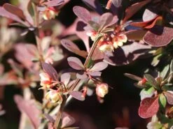 Blutberberitze / Rote Heckenberberitze 'Atropurpurea' -Günstiges Erd Seele Geschäft blutberberitze rote heckenberberitze atropurpurea m003894 w 6