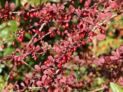Blutberberitze / Rote Heckenberberitze 'Atropurpurea' -Günstiges Erd Seele Geschäft blutberberitze rote heckenberberitze atropurpurea m003894 w 7