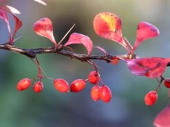 Blutberberitze / Rote Heckenberberitze 'Atropurpurea' -Günstiges Erd Seele Geschäft blutberberitze rote heckenberberitze atropurpurea m003894 w 8