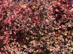 Blutberberitze / Rote Heckenberberitze 'Atropurpurea' -Günstiges Erd Seele Geschäft blutberberitze rote heckenberberitze atropurpurea m003894 w 9