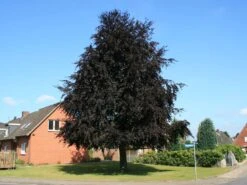 Blutbuche 'Purpurea' -Günstiges Erd Seele Geschäft blutbuche fagus sylvatica purpurea m002620 w 4