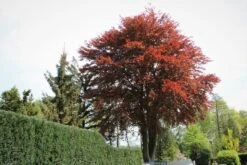 Blutbuche 'Purpurea' -Günstiges Erd Seele Geschäft blutbuche purpurea m002620 587357 0