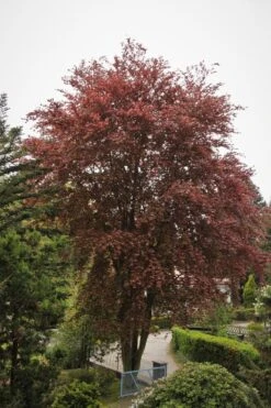 Blutbuche 'Purpurea' -Günstiges Erd Seele Geschäft blutbuche purpurea m002620 587357 1