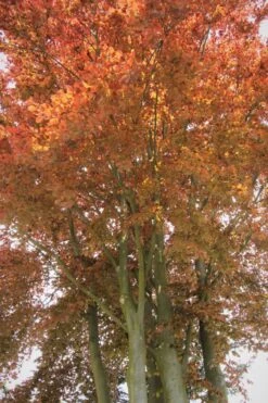 Blutbuche 'Purpurea' -Günstiges Erd Seele Geschäft blutbuche purpurea m002620 587357 2