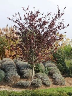 Blutbuche 'Purpurea' -Günstiges Erd Seele Geschäft blutbuche purpurea m002620 w 0