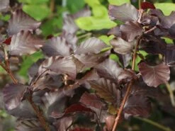 Blutbuche 'Purpurea' -Günstiges Erd Seele Geschäft blutbuche purpurea m002620 w 1