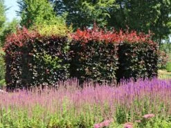 Blutbuche 'Purpurea' -Günstiges Erd Seele Geschäft blutbuche purpurea m002620 w 2