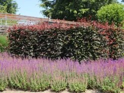 Blutbuche 'Purpurea' -Günstiges Erd Seele Geschäft blutbuche purpurea m002620 w 3