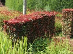 Blutbuche 'Purpurea' -Günstiges Erd Seele Geschäft blutbuche purpurea m002620 w 5