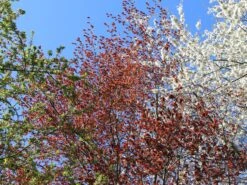 Blutbuche 'Purpurea' -Günstiges Erd Seele Geschäft blutbuche purpurea m002620 w 6