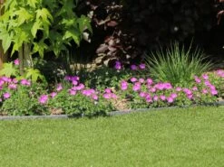 Blutroter Storchschnabel 24 Blutroter Storchschnabel -Günstiges Erd Seele Geschäft blutroter storchschnabel m058643 w 0