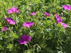 Blutroter Storchschnabel 18 Blutroter Storchschnabel -Günstiges Erd Seele Geschäft blutroter storchschnabel m058643 w 3