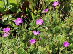 Blutroter Storchschnabel 20 Blutroter Storchschnabel -Günstiges Erd Seele Geschäft blutroter storchschnabel m058643 w 4