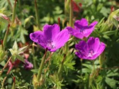 Blutroter Storchschnabel 22 Blutroter Storchschnabel -Günstiges Erd Seele Geschäft blutroter storchschnabel m058643 w 5