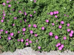 Blutroter Storchschnabel 21 Blutroter Storchschnabel -Günstiges Erd Seele Geschäft blutroter storchschnabel m058643 w 6