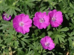 Blutroter Storchschnabel 23 Blutroter Storchschnabel -Günstiges Erd Seele Geschäft blutroter storchschnabel m058643 w 7