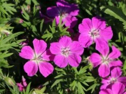 Blutroter Storchschnabel 19 Blutroter Storchschnabel -Günstiges Erd Seele Geschäft blutroter storchschnabel m058643 w 9