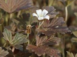 Braunblättriger Storchschnabel 'Sanne' -Günstiges Erd Seele Geschäft braunblaettriger storchschnabel sanne m080026 w 0