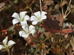 Braunblättriger Storchschnabel 'Sanne' -Günstiges Erd Seele Geschäft braunblaettriger storchschnabel sanne m080026 w 2