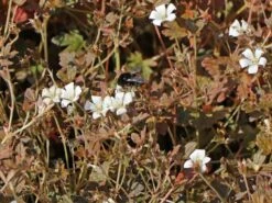 Braunblättriger Storchschnabel 'Sanne' -Günstiges Erd Seele Geschäft braunblaettriger storchschnabel sanne m080026 w 3