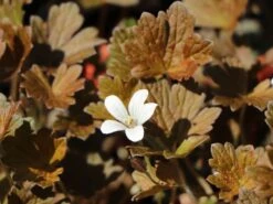 Braunblättriger Storchschnabel 'Sanne' -Günstiges Erd Seele Geschäft braunblaettriger storchschnabel sanne m080026 w 4