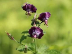 Brauner Storchschnabel