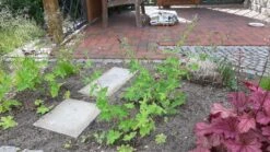 Brauner Storchschnabel -Günstiges Erd Seele Geschäft brauner storchschnabel m058619 1211436 0