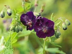 Brauner Storchschnabel -Günstiges Erd Seele Geschäft brauner storchschnabel m058619 w 0