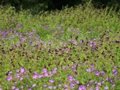 Brauner Storchschnabel -Günstiges Erd Seele Geschäft brauner storchschnabel m058619 w 1