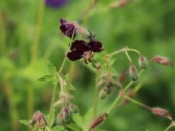 Brauner Storchschnabel -Günstiges Erd Seele Geschäft brauner storchschnabel m058619 w 2