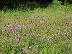 Brauner Storchschnabel -Günstiges Erd Seele Geschäft brauner storchschnabel m058619 w 3