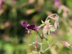 Brauner Storchschnabel -Günstiges Erd Seele Geschäft brauner storchschnabel m058619 w 4