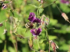 Brauner Storchschnabel -Günstiges Erd Seele Geschäft brauner storchschnabel m058619 w 6