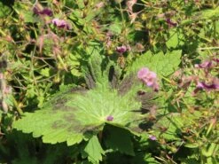 Brauner Storchschnabel -Günstiges Erd Seele Geschäft brauner storchschnabel m058619 w 7